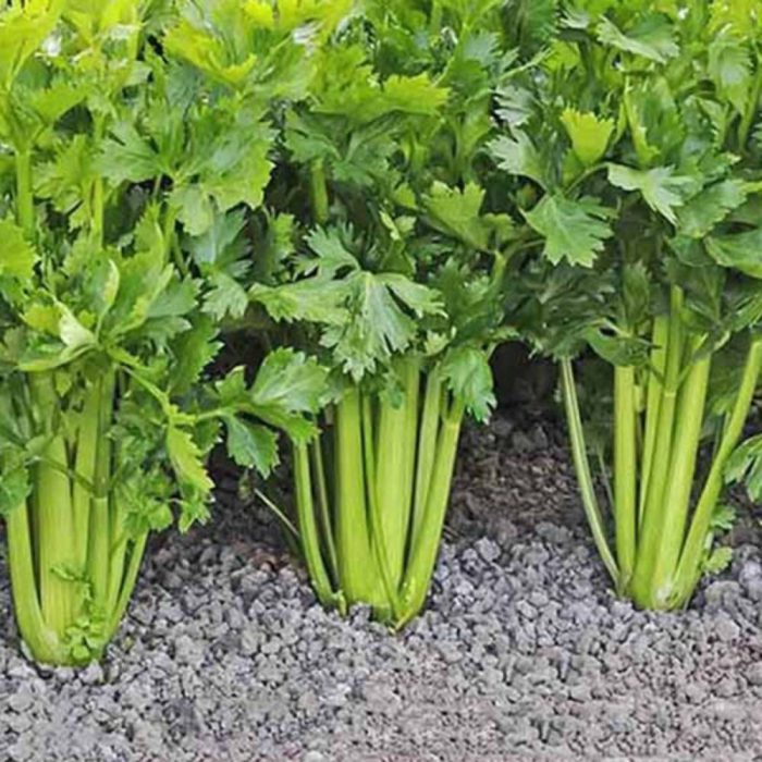 Seeds - celery - bulk بذر کرفس فله