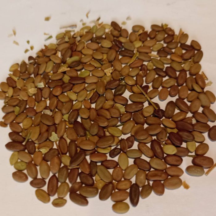 Seed-tree-silk-Iranian بذر- درخت- ابریشم- ایرانی