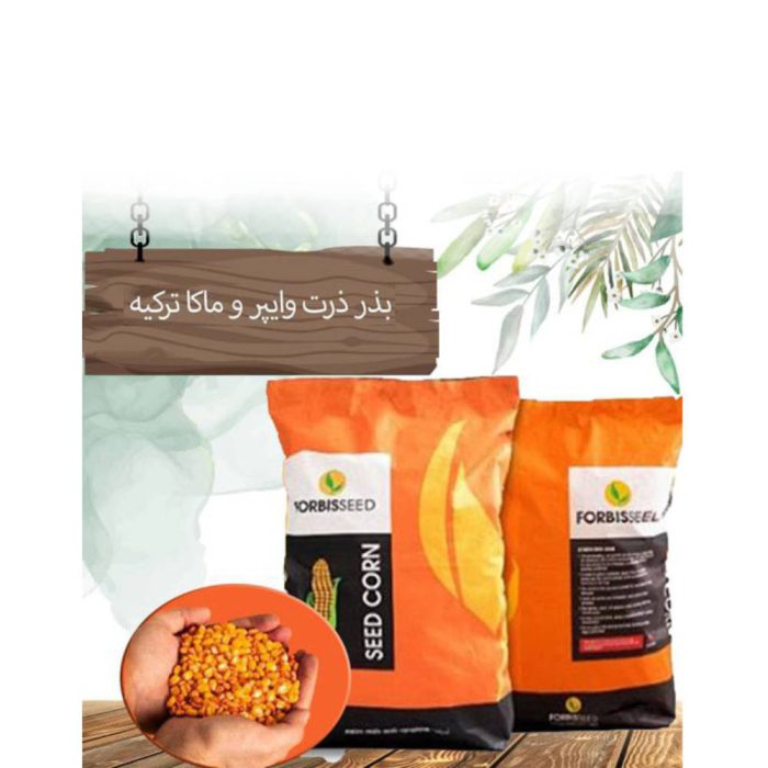 Seed - fodder corn - maca بذر ذرت علوفه ای ماکا