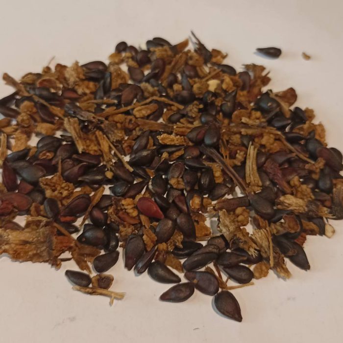 Seed-tree-pear بذر درخت گلابی