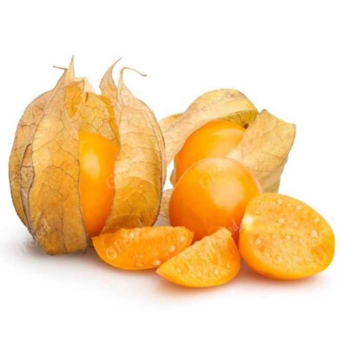 Seed - Physalis - Yellow بذر فیسالیس زرد