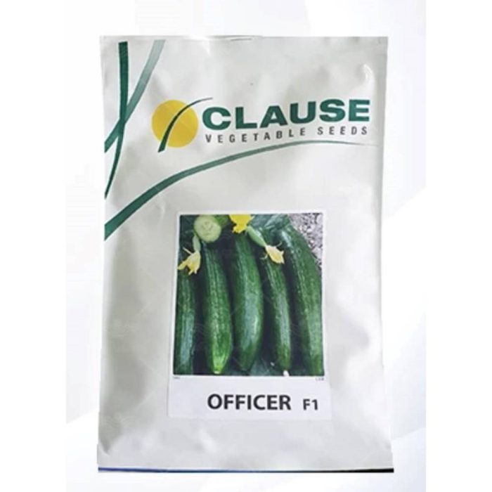 Seed-cucumber-officer-Clouse of France بذر خیار آفسیر کلوز فرانسه