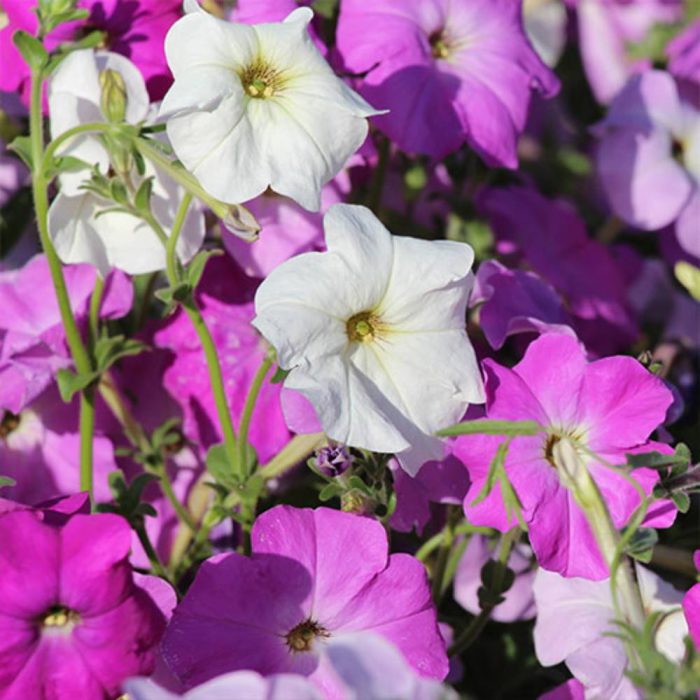 seed- petunia- Iranian- many- full-flowered- fragrant- Alvan بذر گل اطلسی ایرانی بسیار پر گل معطر الوان
