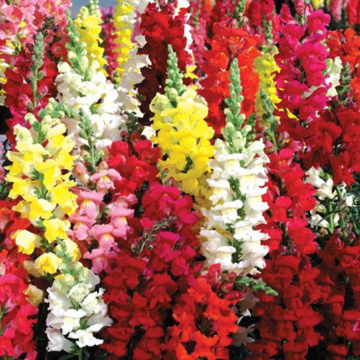 Seed - monkey flower - foot medium - Alvan بذر گل ميمون پامتوسط الوان
