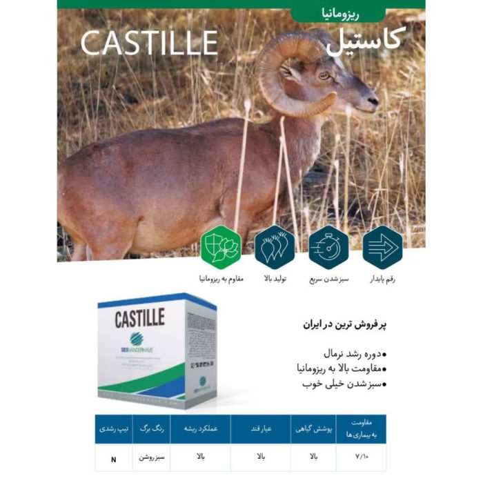 Seed - sugar beet - Castile - Belgium بذر چغندر قند کاستیل بلژیک