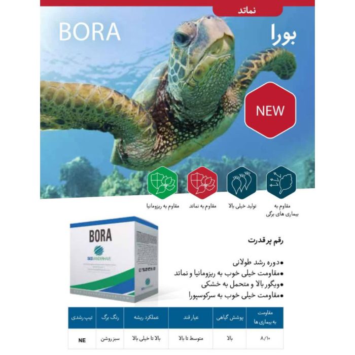 Seed - sugar beet - Bora - Belgium بذر چغندر قند بورا بلژیک