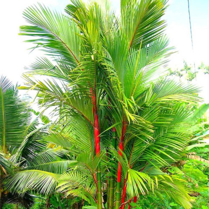 Palm seed-lipstick-or-red wax بذر نخل رژ لبی یا موم سرخ