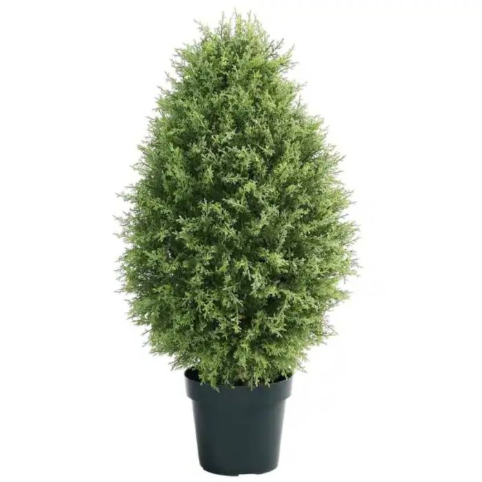 Seed-tree-cypress-pot بذر درخت سرو خمره ای