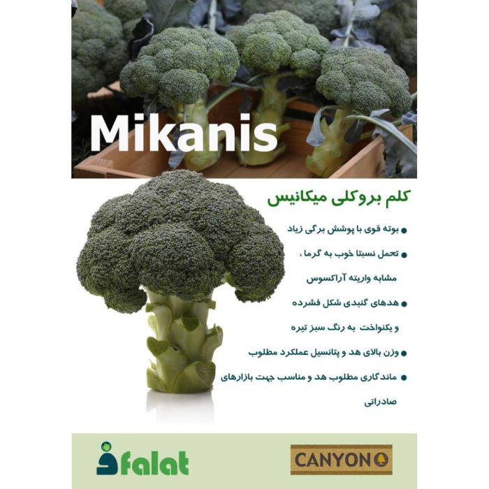 Mechanics- Canyon- Broccoli- Seed بذر کلم بروکلی میکانیس کانیون