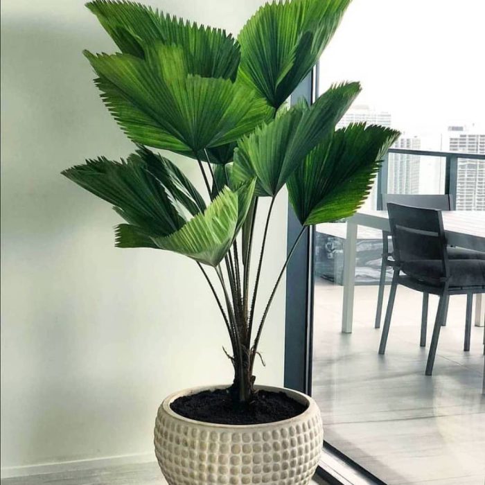 Licuala p-alm- seed- or- fanning بذر نخل لیکولا یا بادبرنی