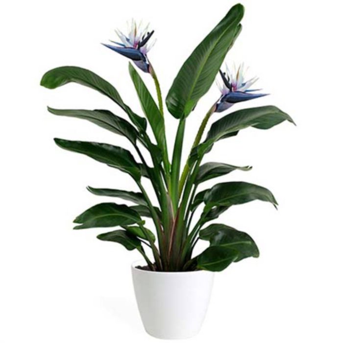 White- bird- of- paradise- seed بذر پرنده بهشتی سفید رنگ