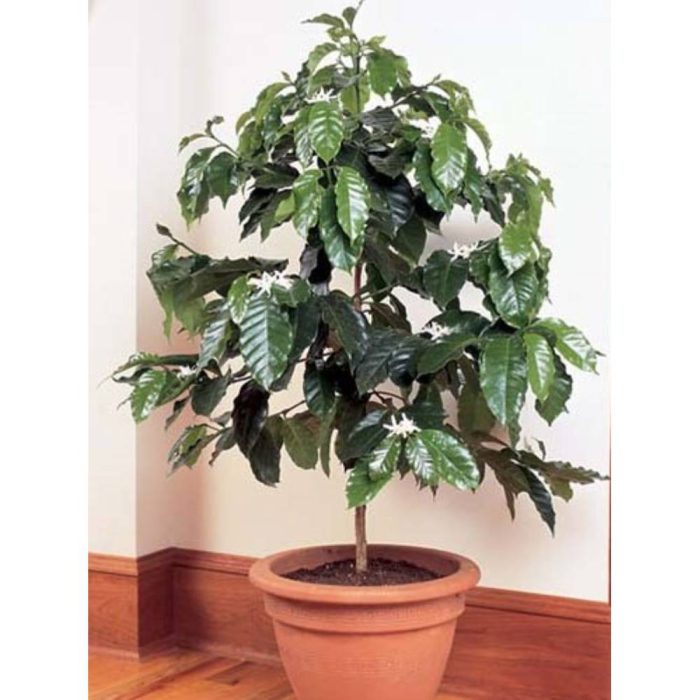 Arabica- coffee- plant- seeds بذر گیاه قهوه عربیکا