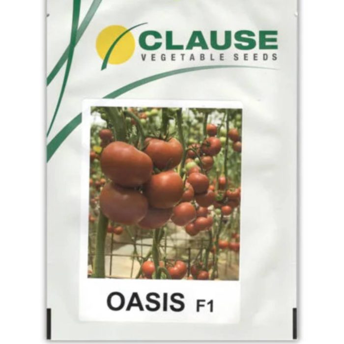 OASIS- Close- greenhouse- tomato- seeds بذر گوجه گلخانه ای اوآسیس کلوز