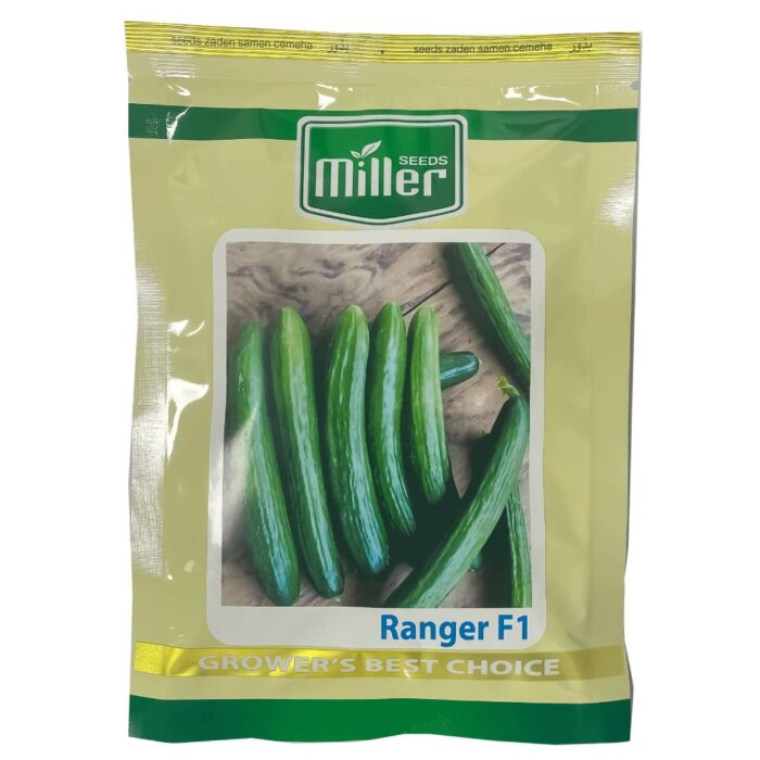Hybrid- Ranger- Miller Seeds- cucumber- seed بذر خیار هیبرید رنجر مایلر سیدز