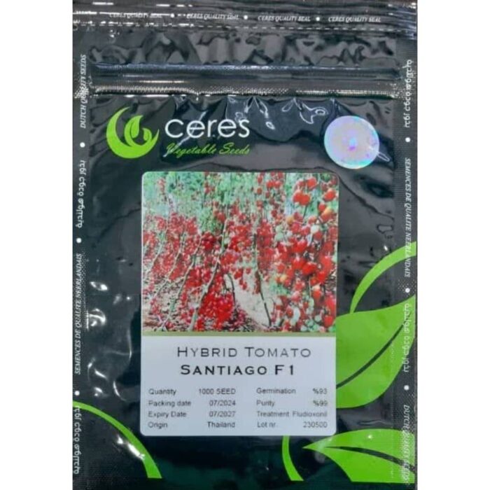 Santiago- Greenhouse- Olive- Tomato- Seed بذر گوجه فرنگی زیتونی گلخانه ای سانتیاگو