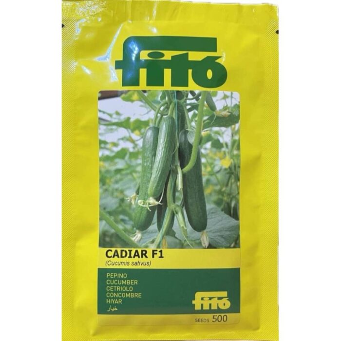 Cadiar Fito multi-flowered cucumber seed بذر خیار پرگل کادیار فیتو