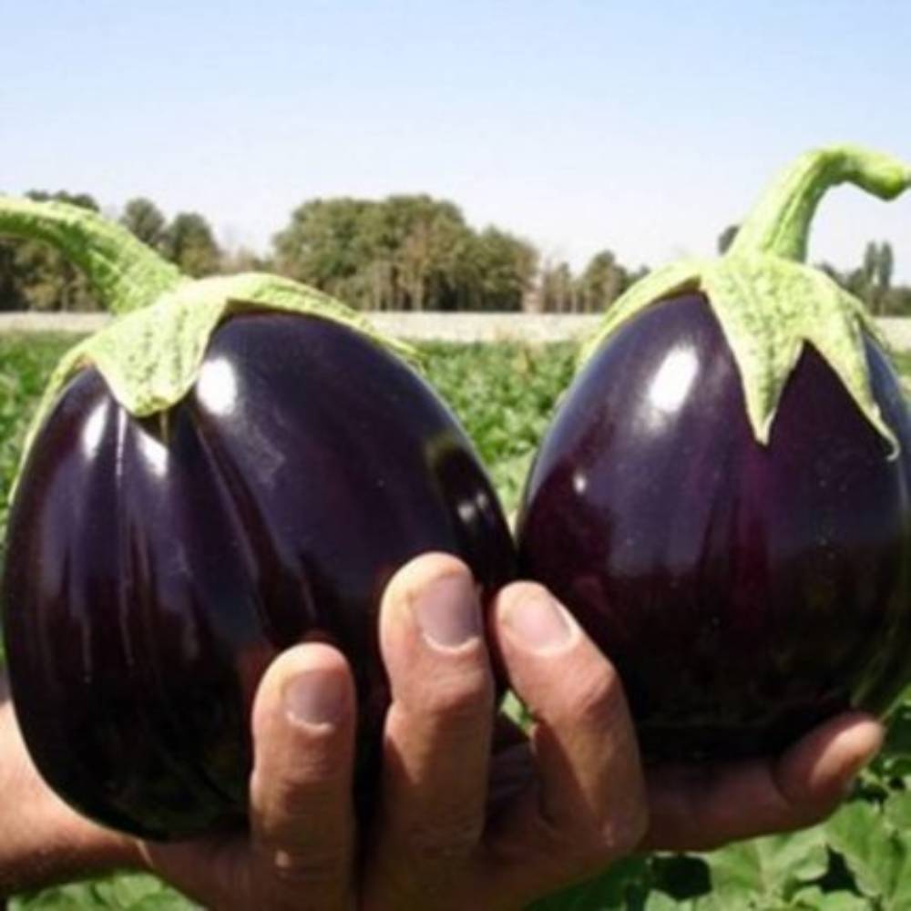 بادمجان هیبرید دنیز سمینس
