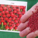 بذر تربچه نقلی قرمز فله