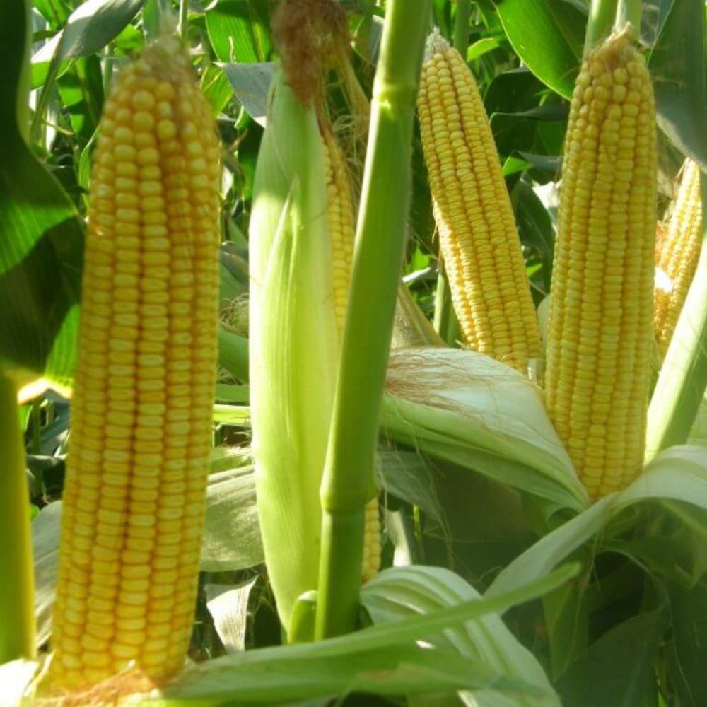 ذرت علوفه ای- سیمون