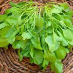 بذر شاهی فله