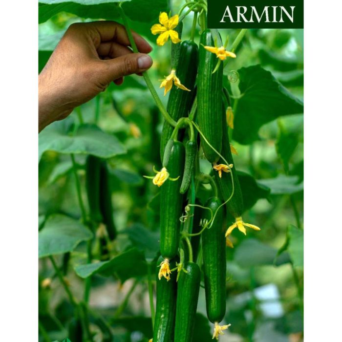 خیار گلخانه ای آرمین