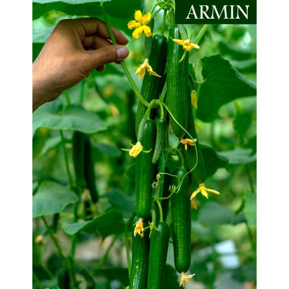 خیار گلخانه ای آرمین