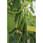 خیار گلخانه ای آرمین