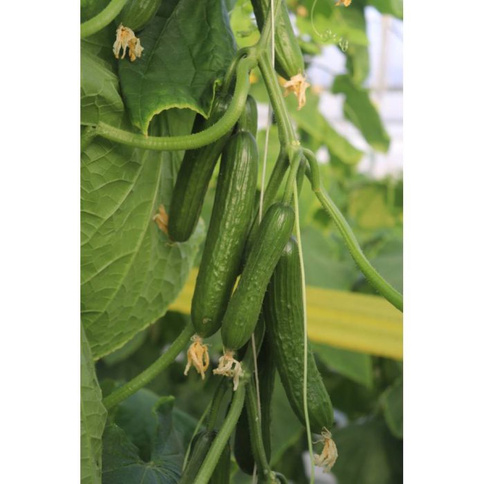 خیار گلخانه ای آرمین