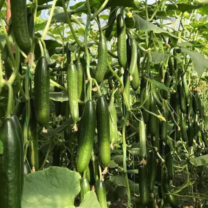 خیار هیبرید گلخانه ای چیتا