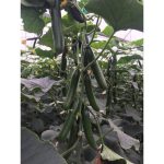 خیار هیبرید گلخانه ای چیتا