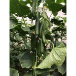 خیار هیبرید گلخانه ای چیتا