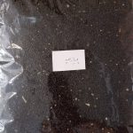 بذر پیازچه فله