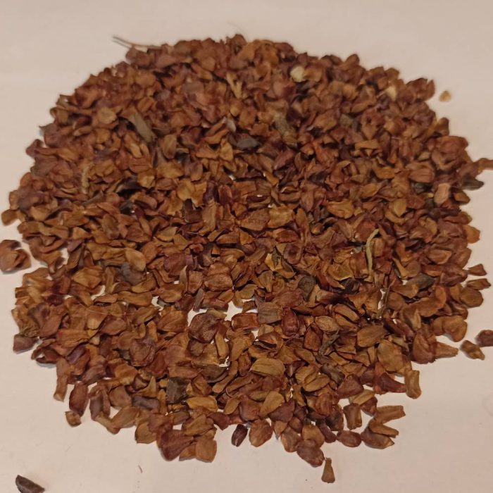 بذر درخت سرو شیرازی