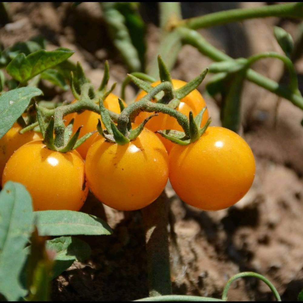 گوجه چری زرد