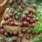 گوجه چری شکلاتی