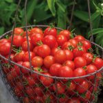 گوجه چری قرمز