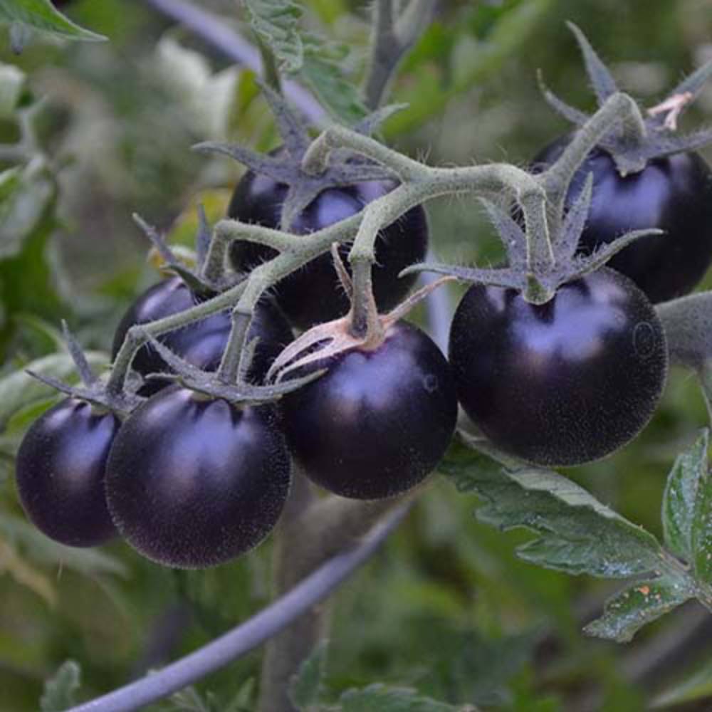 بذر گوجه چری گیلاسی