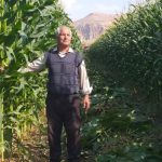 ذرت علوفه ای BK65