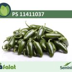 فلفل تند هالوپینو سمنیس