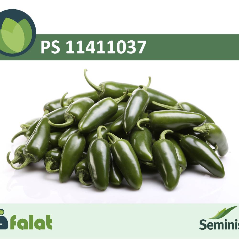 فلفل تند هالوپینو سمنیس