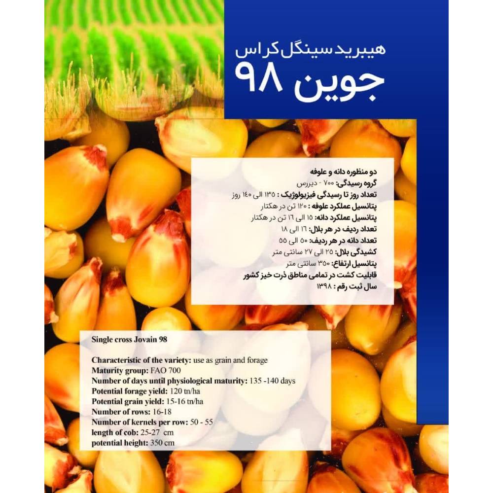 بذر ذرت علوفه ای جوین 98