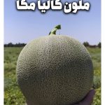 ملون مگا