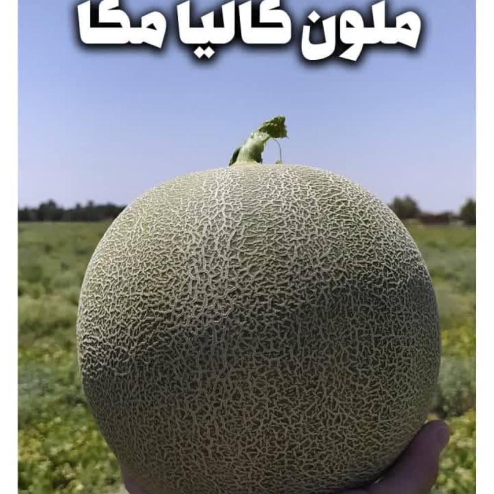 ملون مگا