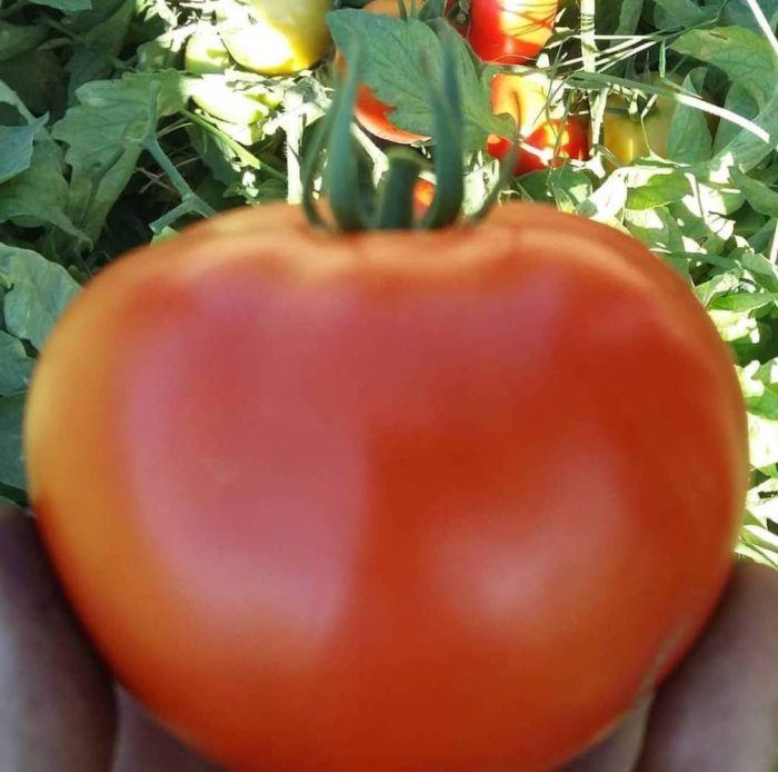 گوجه فرنگی هیبرید ردسان