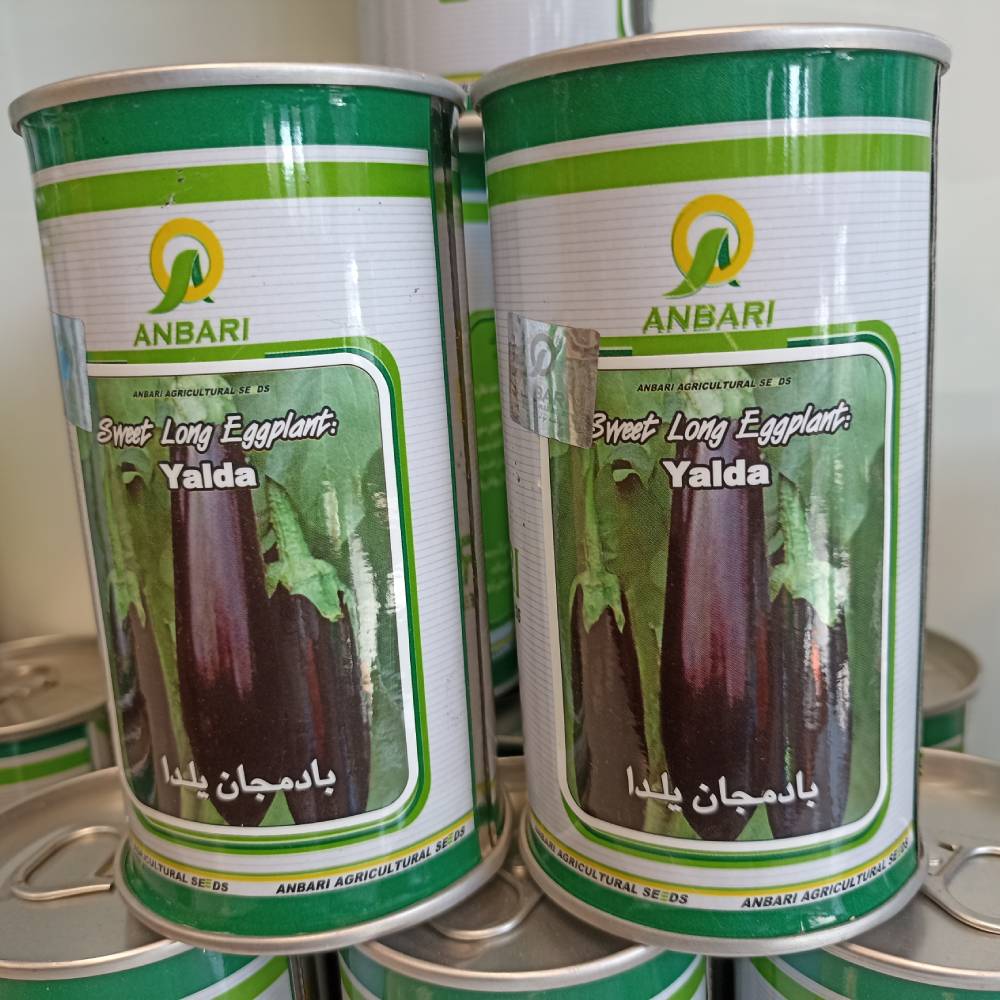 بذر بادمجان یلدا عنبری