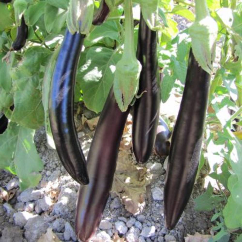 بادمجان یلدا عنبری