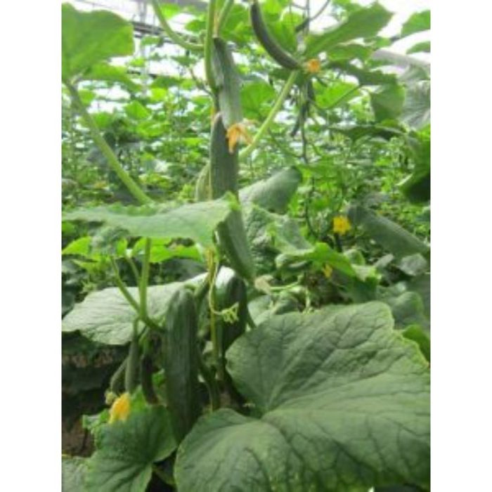 خیار- گلخانه ای- ناگین- انزازادن