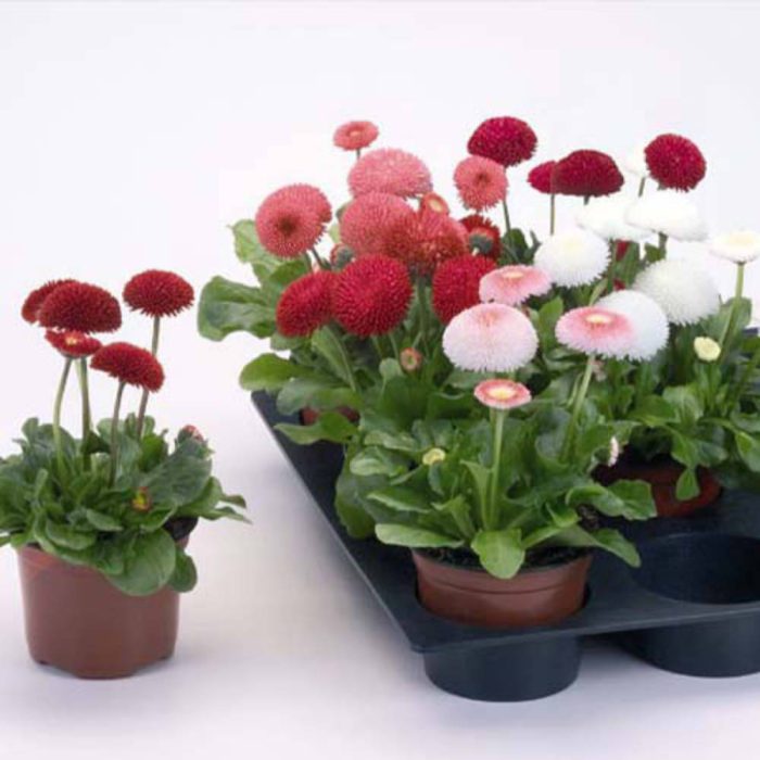 گل میناچمنی پاکوتاه گل درشت مخلوط