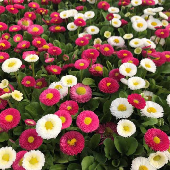 گل میناچمنی پاکوتاه گل درشت مخلوط