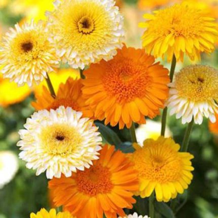 گل همیشه بهار پاکوتاه پرپر مخلوط زرد و نارنجی